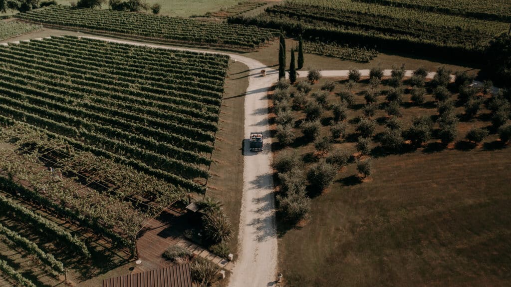 Vista dall’alto del viale tra vigneto e uliveto