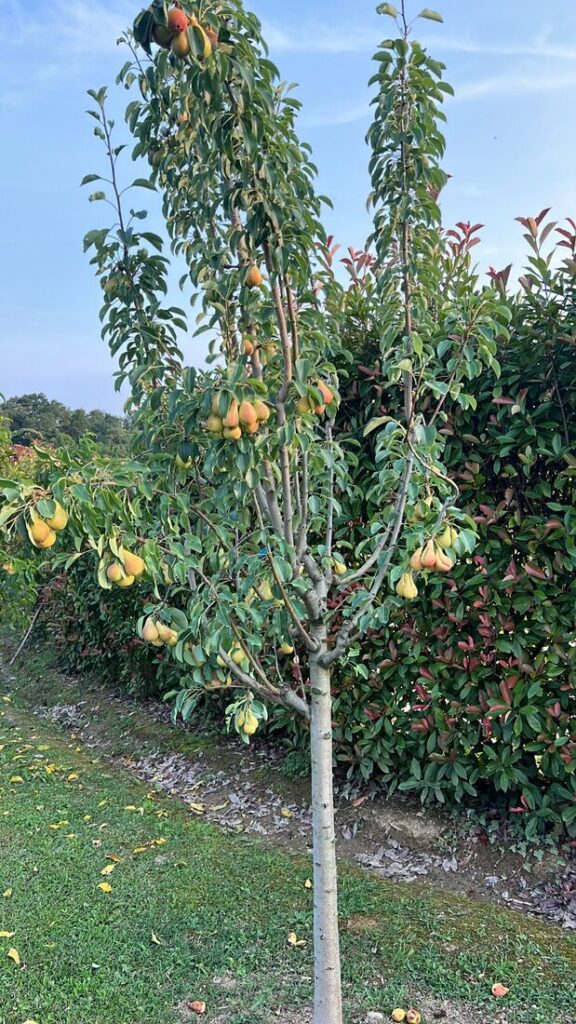 Albero di pere nell’orto-giardino